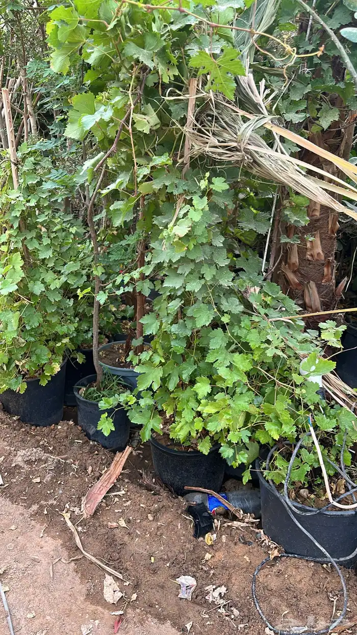 تنسيق حدائق زراعة شتلات شتلات زينه أشجار زينة .أشجار ظل 23