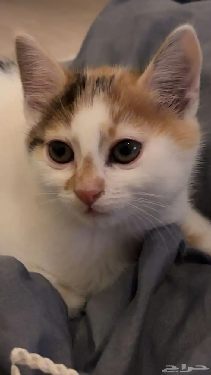 قطط للتبني في الباحه 2