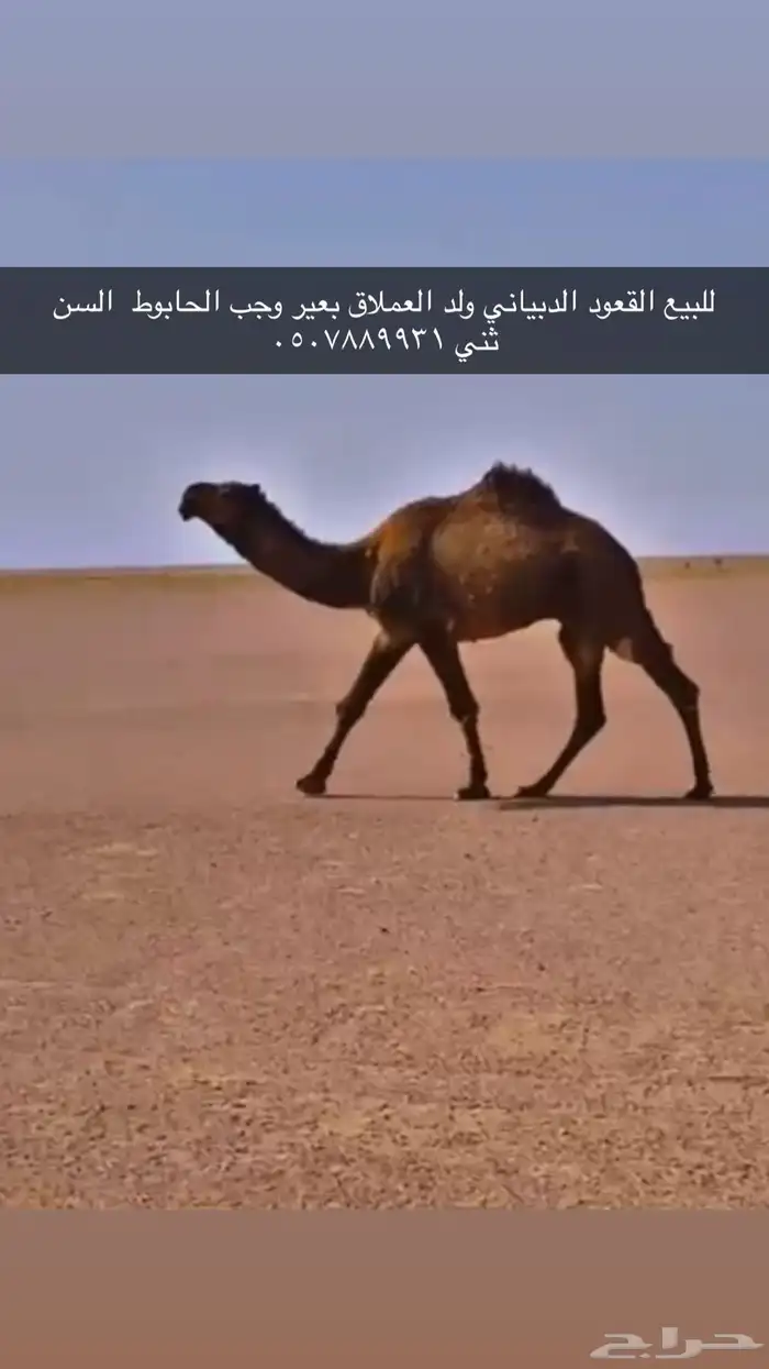 قعود 0