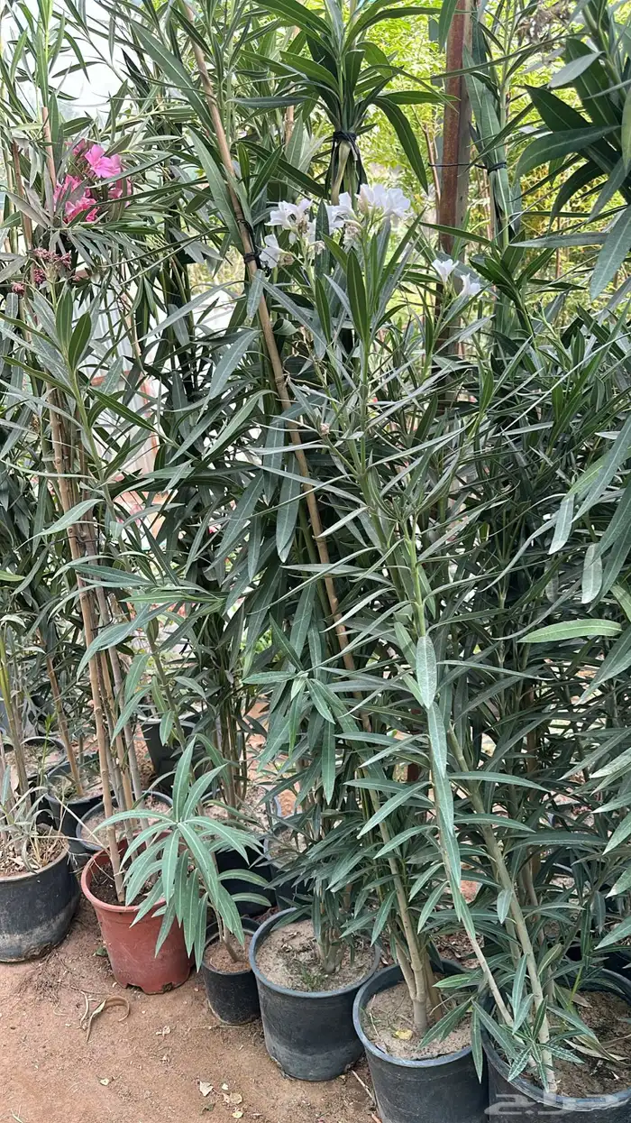 تنسيق حدائق زراعة شتلات شتلات زينه أشجار زينة .أشجار ظل 32