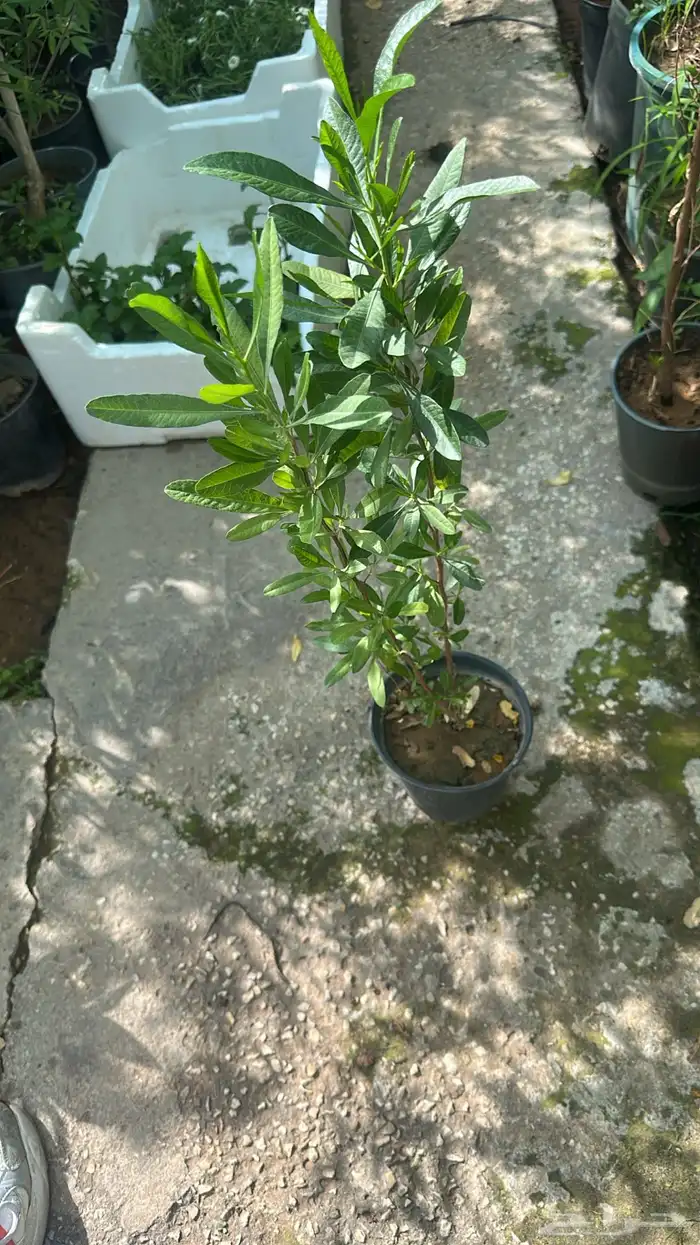 تنسيق حدائق زراعة شتلات شتلات زينه أشجار زينة .أشجار ظل 28