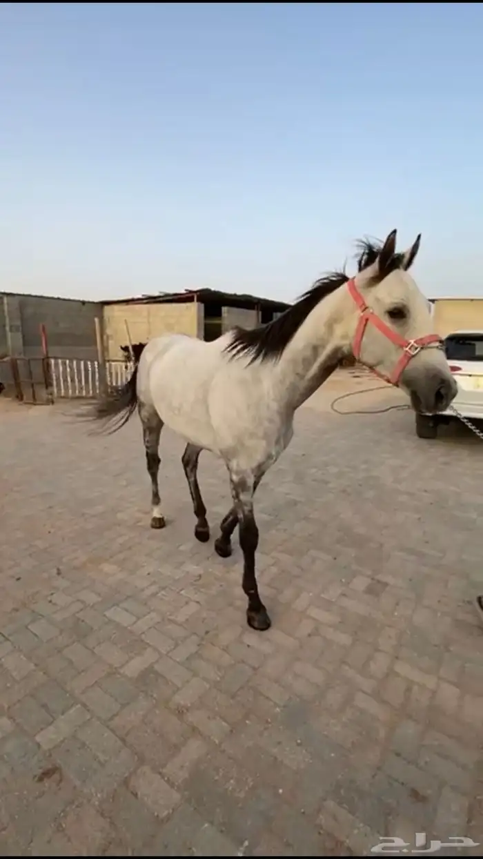 حصان جميل للبيع 1