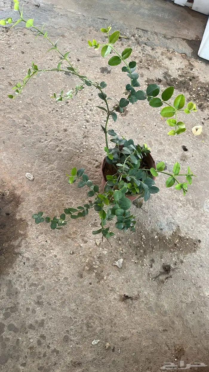 تنسيق حدائق زراعة شتلات شتلات زينه أشجار زينة .أشجار ظل 15