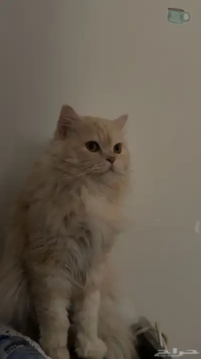 قطو 1