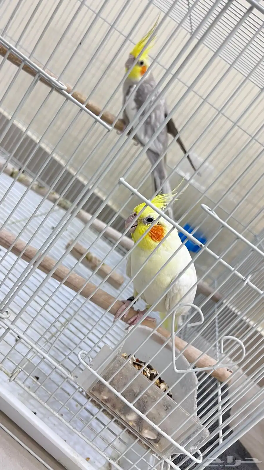 جوز كوكتيل منتج 2