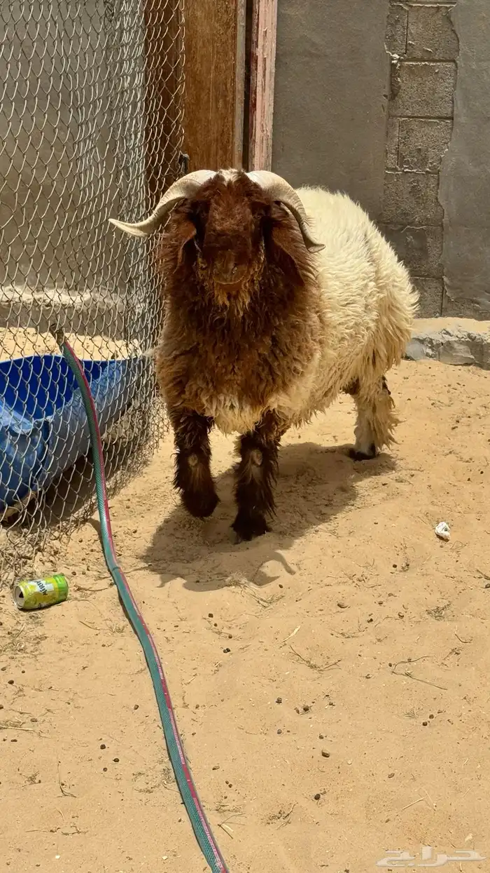 عرب جذع فل الفل 2