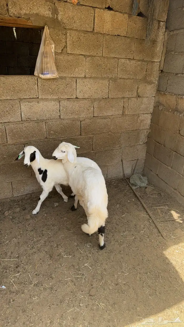 رخلين كفو للبيع 7