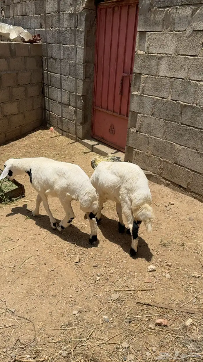 رخلين كفو للبيع 2