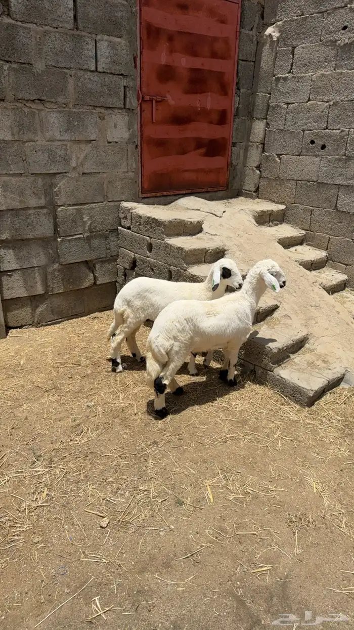 رخلين كفو للبيع 4