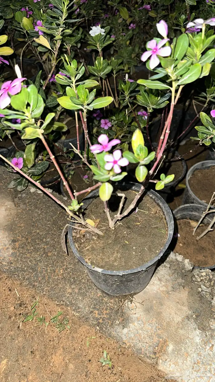 تنسيق حدائق زراعة شتلات شتلات زينه أشجار زينة .أشجار ظل 2