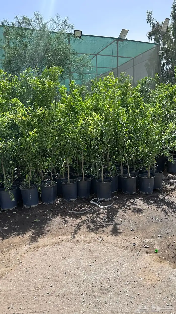 تنسيق حدائق زراعة شتلات شتلات زينه أشجار زينة .أشجار ظل 33