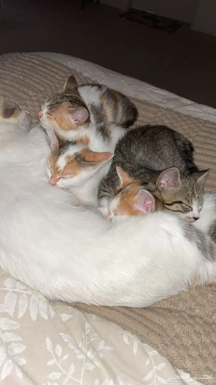 قطط للتبني في الباحه 4