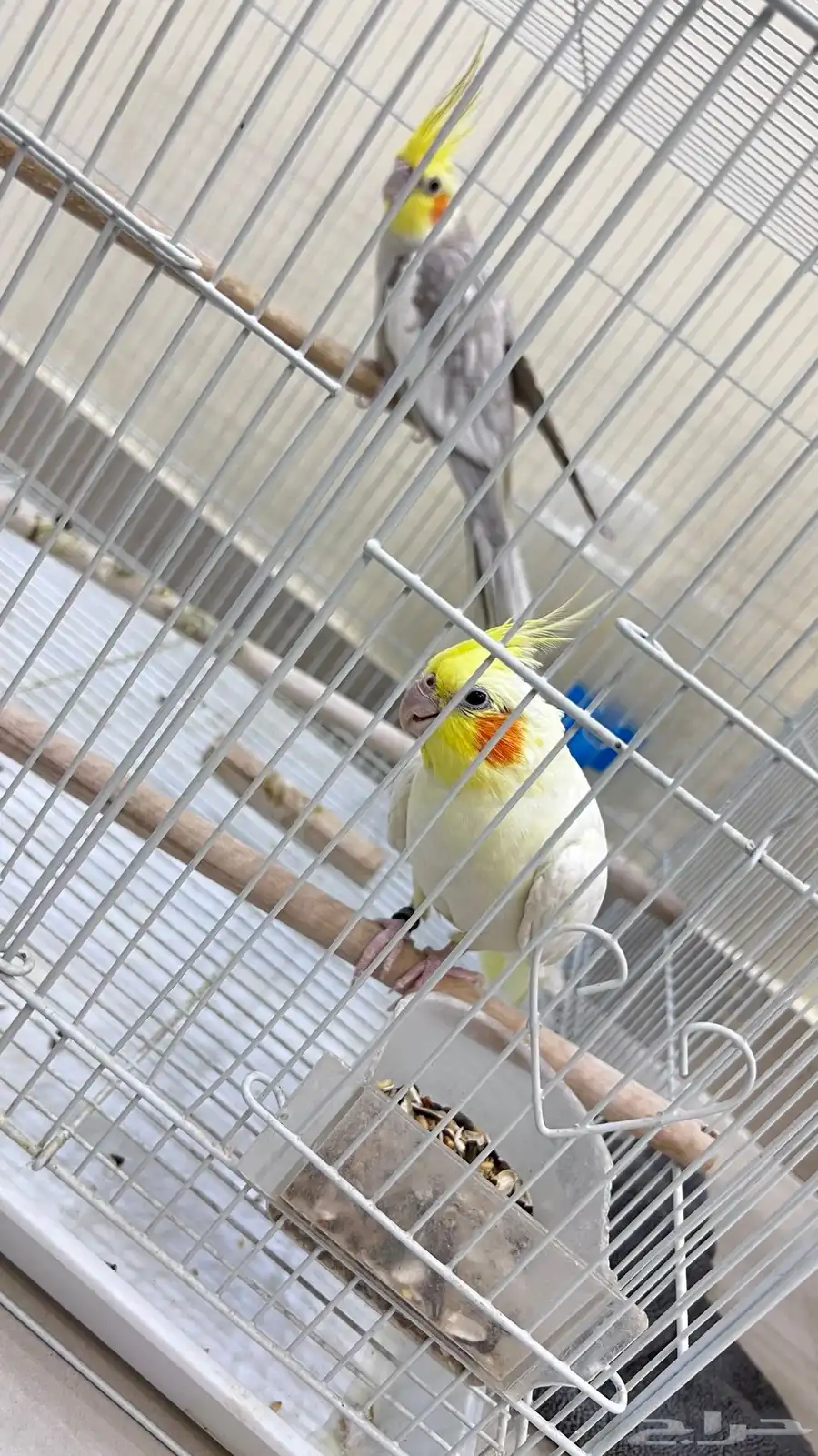 جوز كوكتيل منتج 3