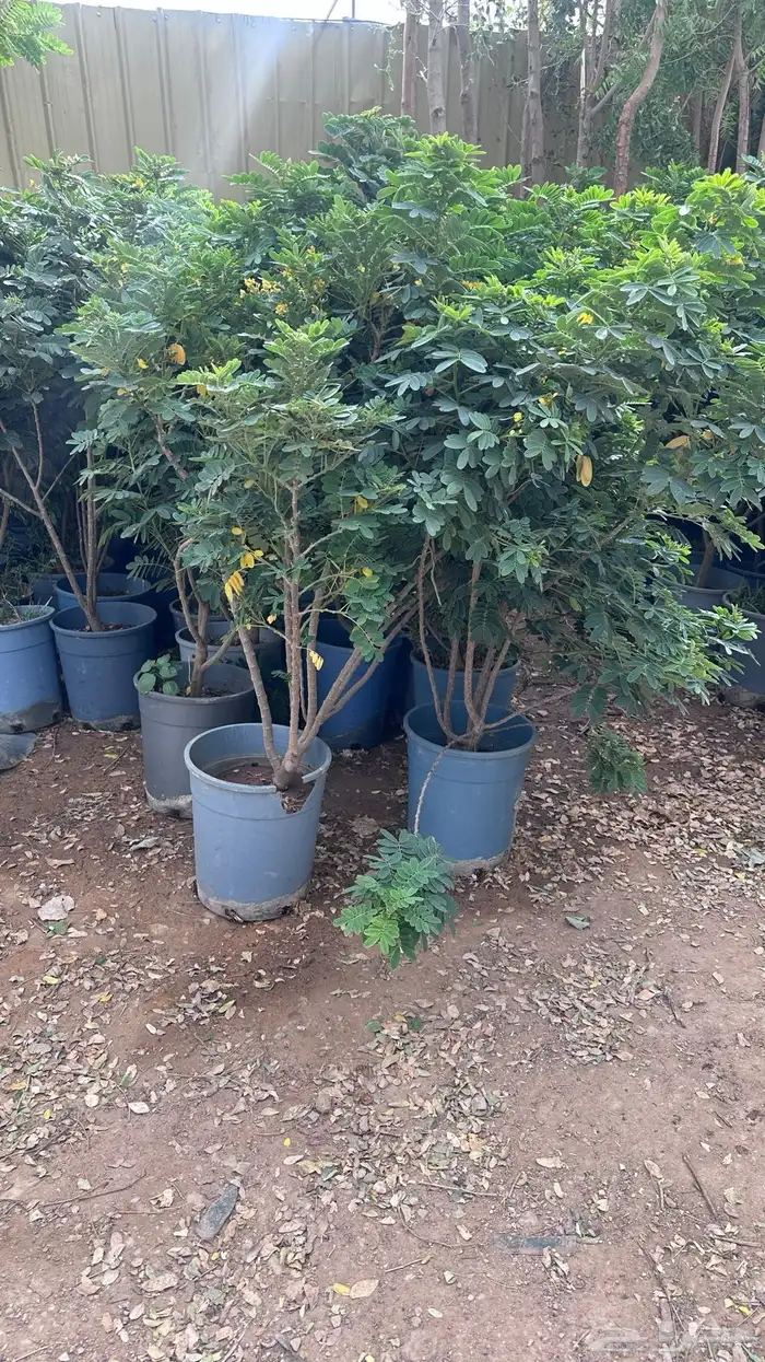 تنسيق حدائق زراعة شتلات شتلات زينه أشجار زينة .أشجار ظل 31