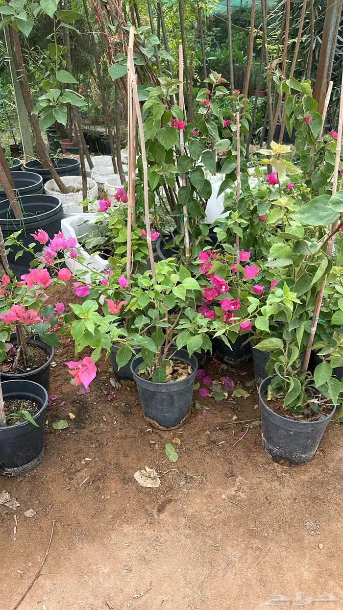 تنسيق حدائق زراعة شتلات شتلات زينه أشجار زينة .أشجار ظل 14