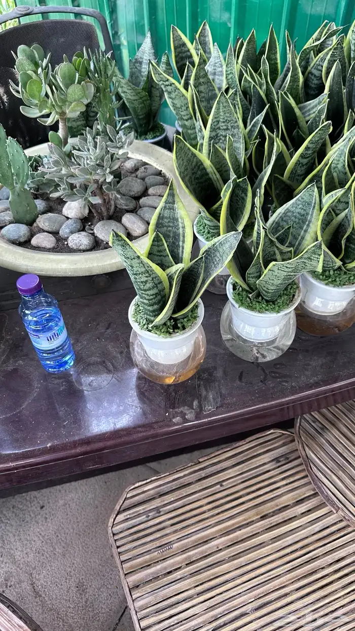 تنسيق حدائق زراعة شتلات شتلات زينه أشجار زينة .أشجار ظل 27