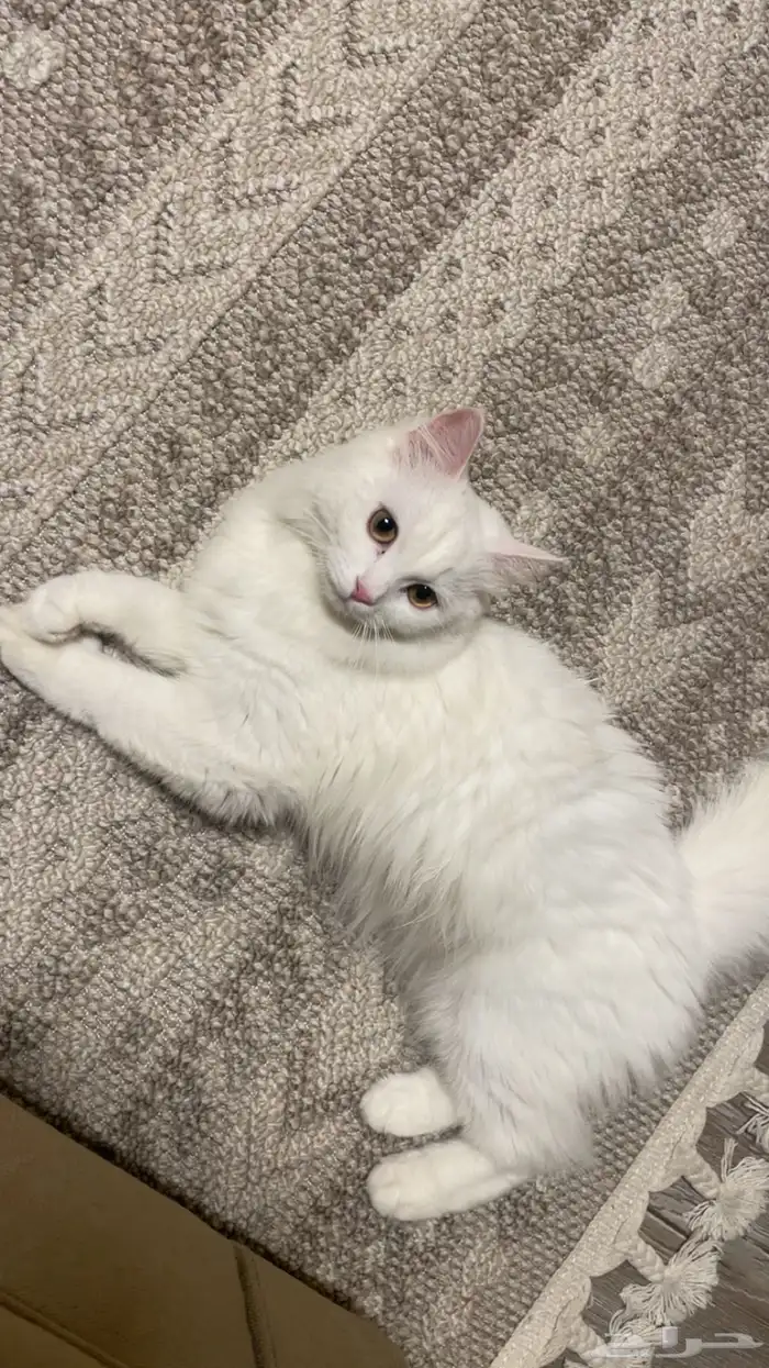 قطة شيرازي 2