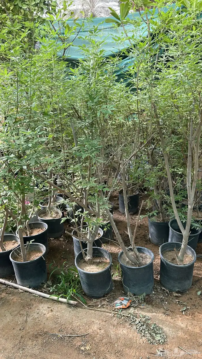 تنسيق حدائق زراعة شتلات شتلات زينه أشجار زينة .أشجار ظل 20
