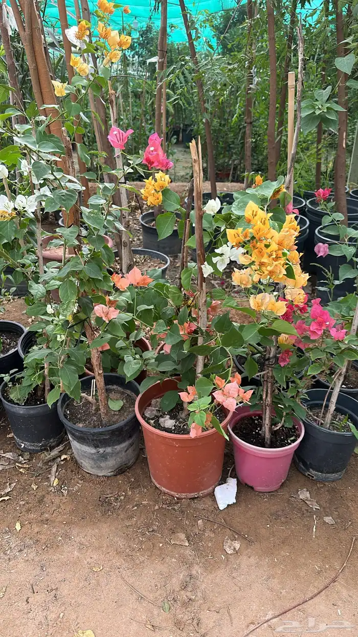 تنسيق حدائق زراعة شتلات شتلات زينه أشجار زينة .أشجار ظل 38