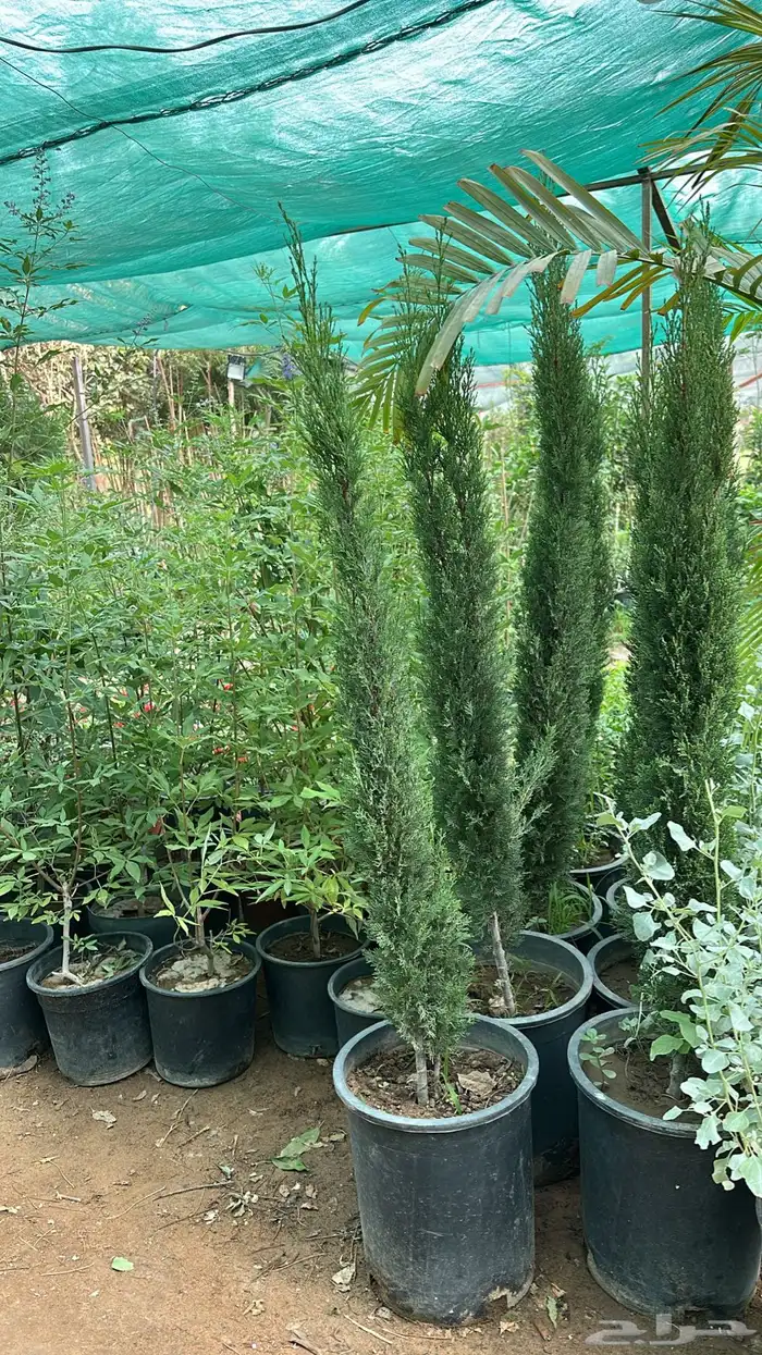 تنسيق حدائق زراعة شتلات شتلات زينه أشجار زينة .أشجار ظل 10