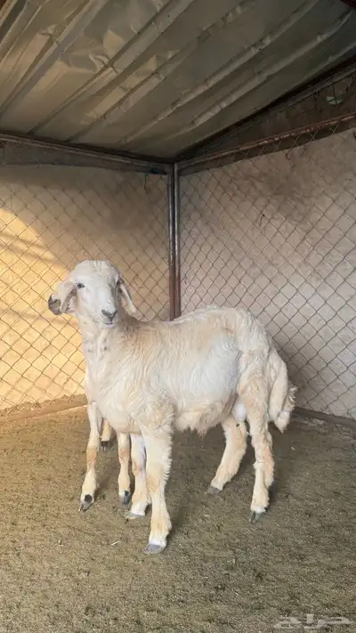 ذبايح حري بأسعار مميزه يوجد توصيل 1