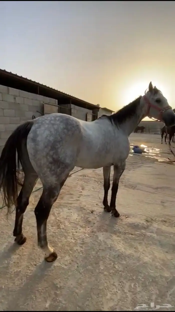 حصان جميل للبيع 0