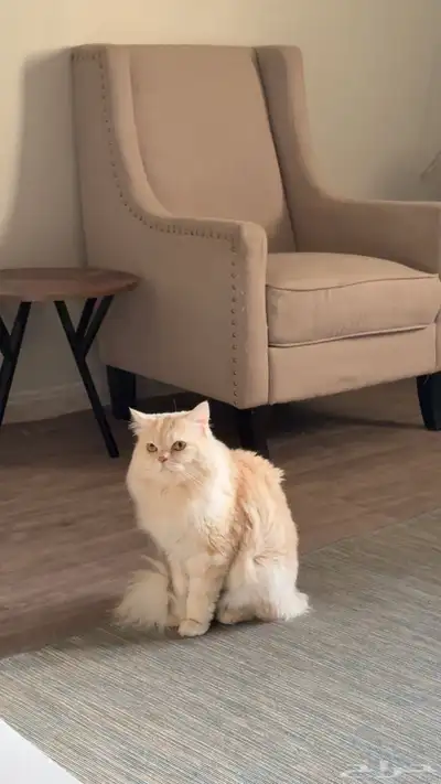قطو 0