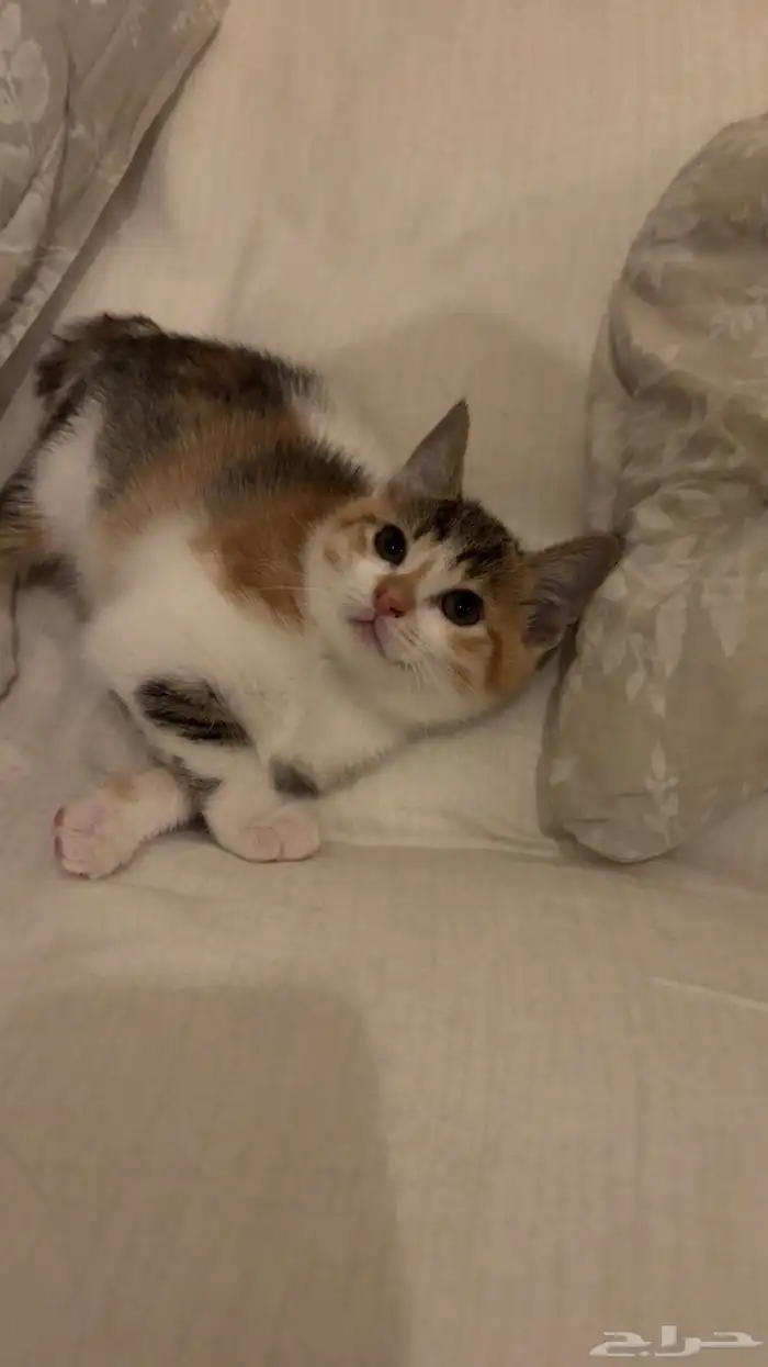 قطط للتبني في الباحه 1