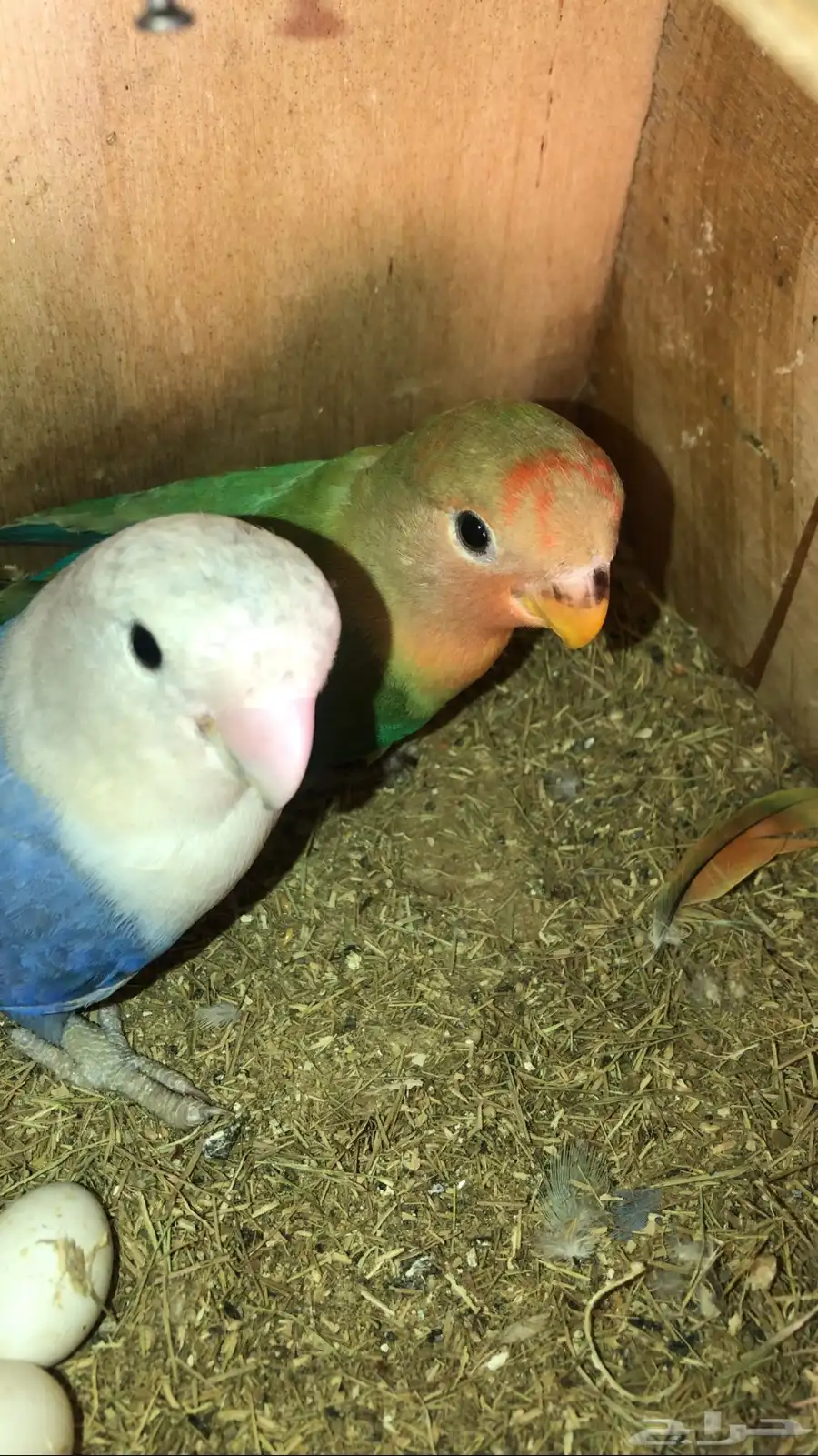 طير روز طقطق فرخ اخضر على برتغالي(سومه و اخذه) 3