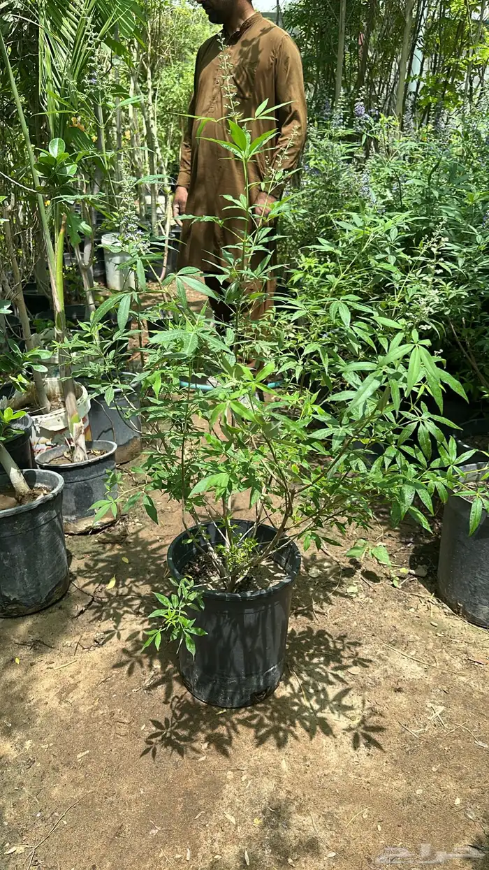 تنسيق حدائق زراعة شتلات شتلات زينه أشجار زينة .أشجار ظل 41