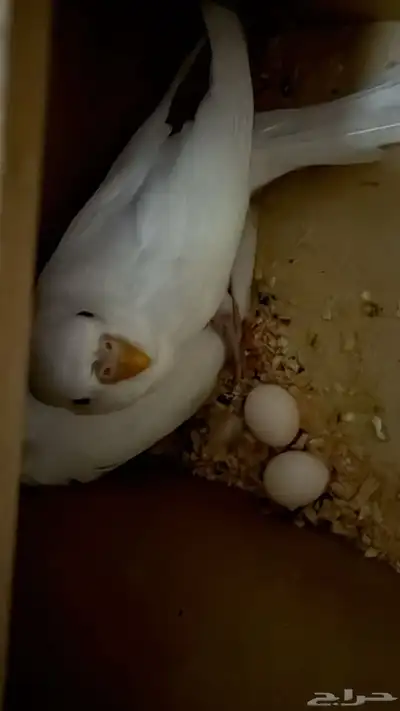 زوج بادجي معه بيض مزاد 0