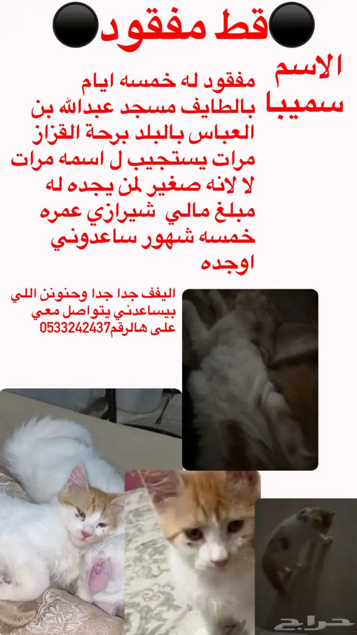 مفقود الطايف سيمبا 0