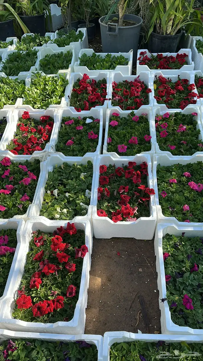 تنسيق حدائق زراعة شتلات شتلات زينه أشجار زينة .أشجار ظل 36