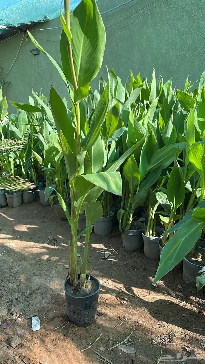 تنسيق حدائق زراعة شتلات شتلات زينه أشجار زينة .أشجار ظل 34