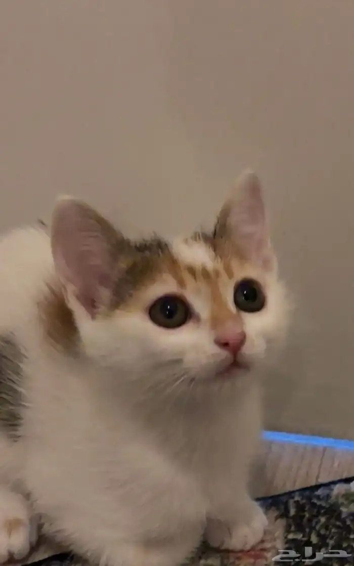 قطط للتبني في الباحه 3