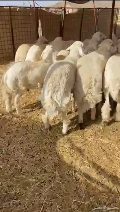 طليان حريه تم البيع 0