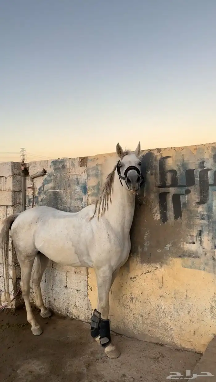 حصان شيخ تم البيع 0