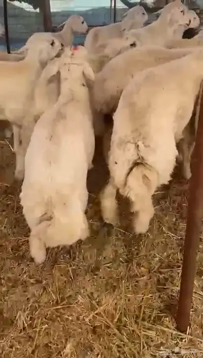 طليان حريه تم البيع 6