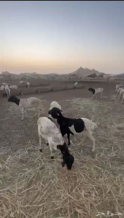 اضاحي غنم بربري أوزان عاليه 9