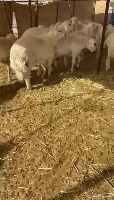 طليان حريه تم البيع 4