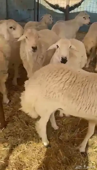 طليان حريه تم البيع 3