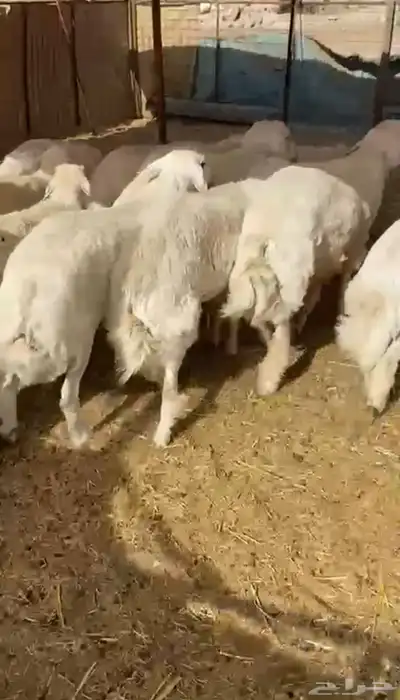 طليان حريه تم البيع 5
