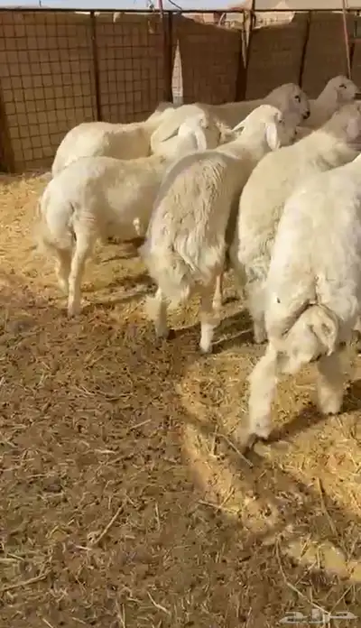 طليان حريه تم البيع 1