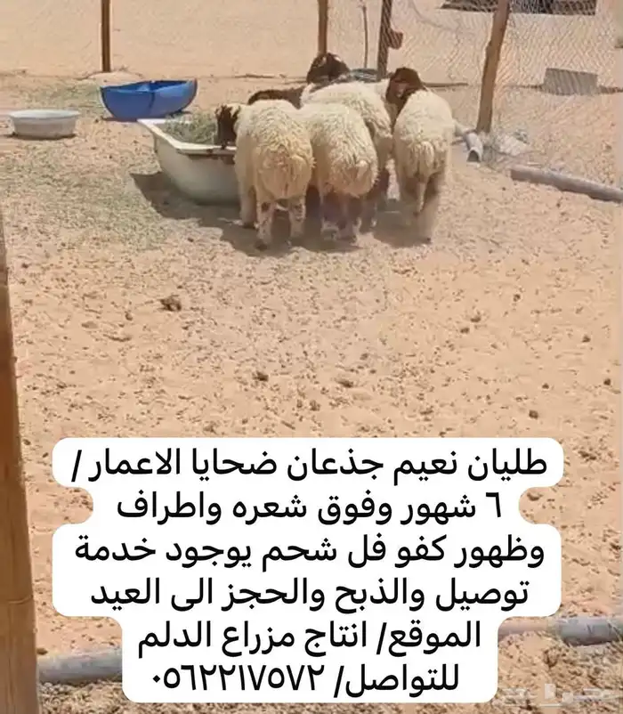 طليان نعيم جذعان ضحايا إنتاج مزرعة الدلم 0