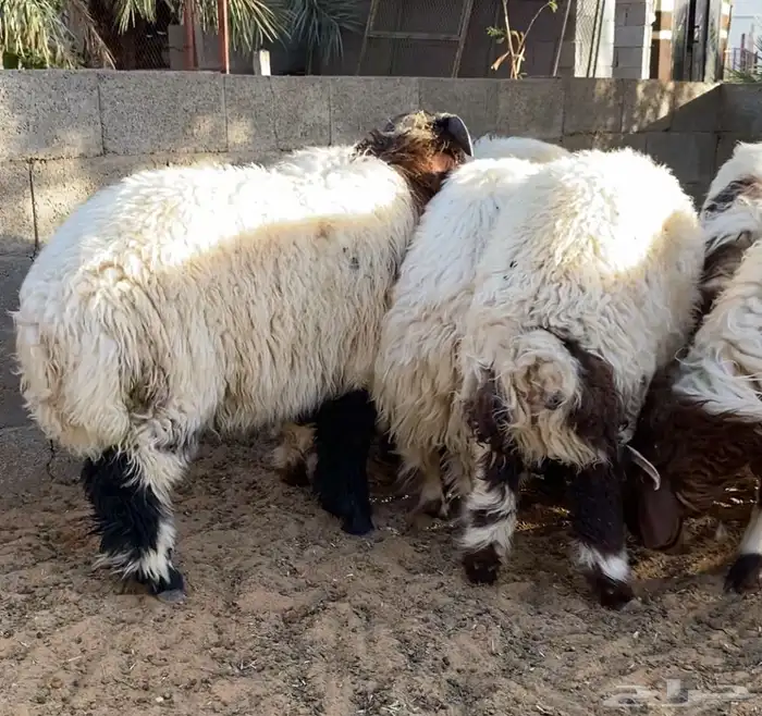 ضحايا نعيم ( تم البيع ) 4