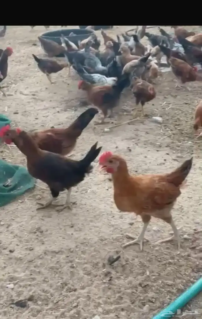 دجاج بلدي 0