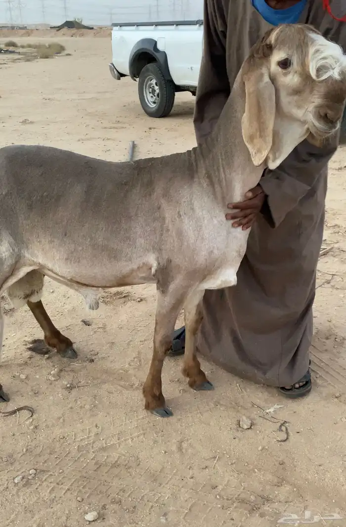 خروف سواكني سوكني درماني صنف مشروع فحل 0
