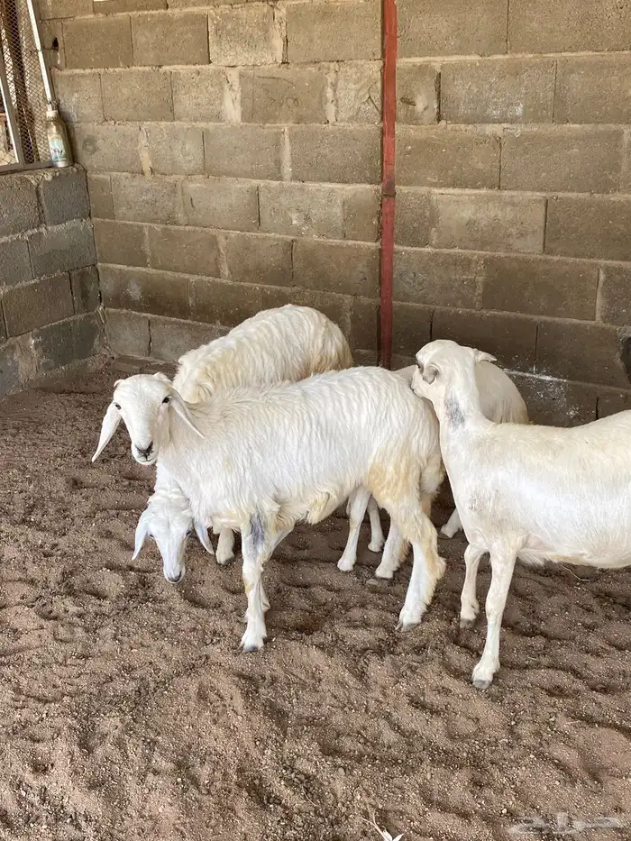 أعياد للبيع رخال 2