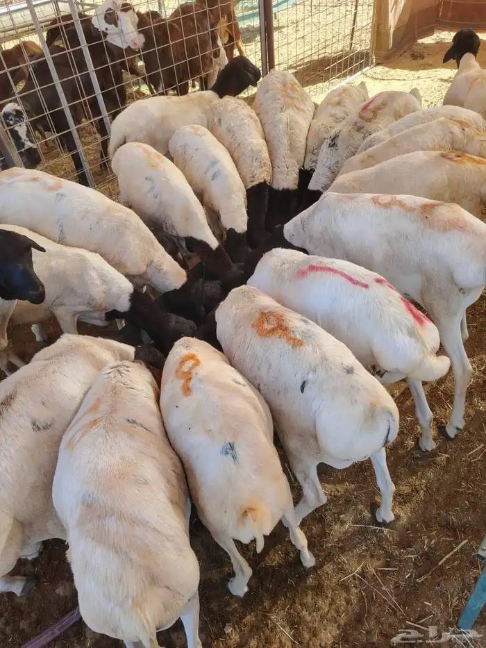 ذبايح بربري تيوس سواكن 11