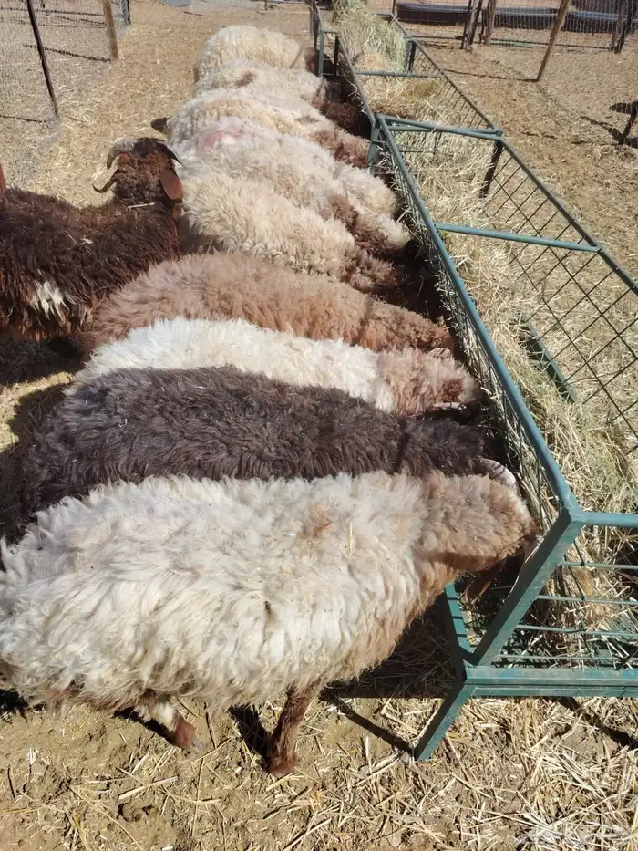 سواكن جمله تربيه 4 شهور مناسبه جدا للزواجات 3